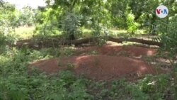 CIENCIA/SALUD/AMBIENTE: Toxina Antimalarial en prueba