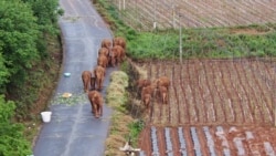 FILE - In this photo taken June 4, 2021 and released by Yunnan Forest Fire Brigade, a migrating herd of elephants roam through farmlands of Shuanghe Township, Jinning District of Kunming city in southwestern China's Yunnan Province. (Yunnan Forest Fire Brigade via AP)