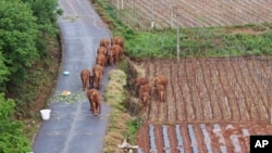 FILE - In this photo taken June 4, 2021 and released by Yunnan Forest Fire Brigade, a migrating herd of elephants roam through farmlands of Shuanghe Township, Jinning District of Kunming city in southwestern China's Yunnan Province. (Yunnan Forest Fire Brigade via AP)