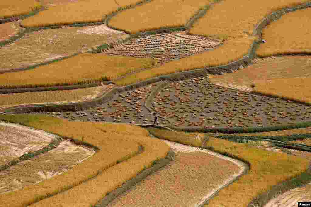 A woman carrying a basket walks through a rice field in south Kashmir&#39;s Tral town, India.