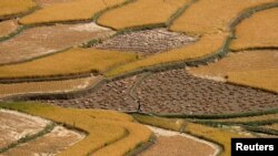 Seorang wanita membawa keranjang berjalan melalui sawah di Kota Tral Kashmir selatan, India, 24 September 2020. (Foto: REUTERS/Danish Ismail)