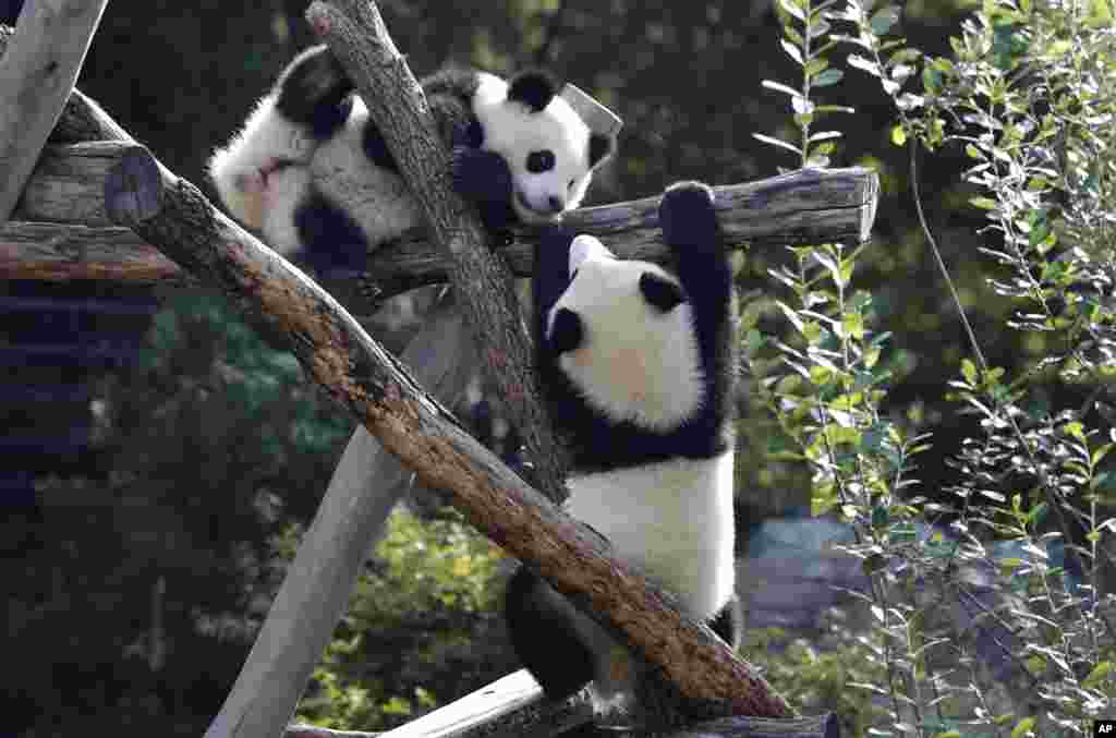 The Panda bear cubs Meng Xiang (nickname Piet), right, and Meng Yuan (nickname Paule), left, play in their enclosure on their first birthday in Berlin, Germany.