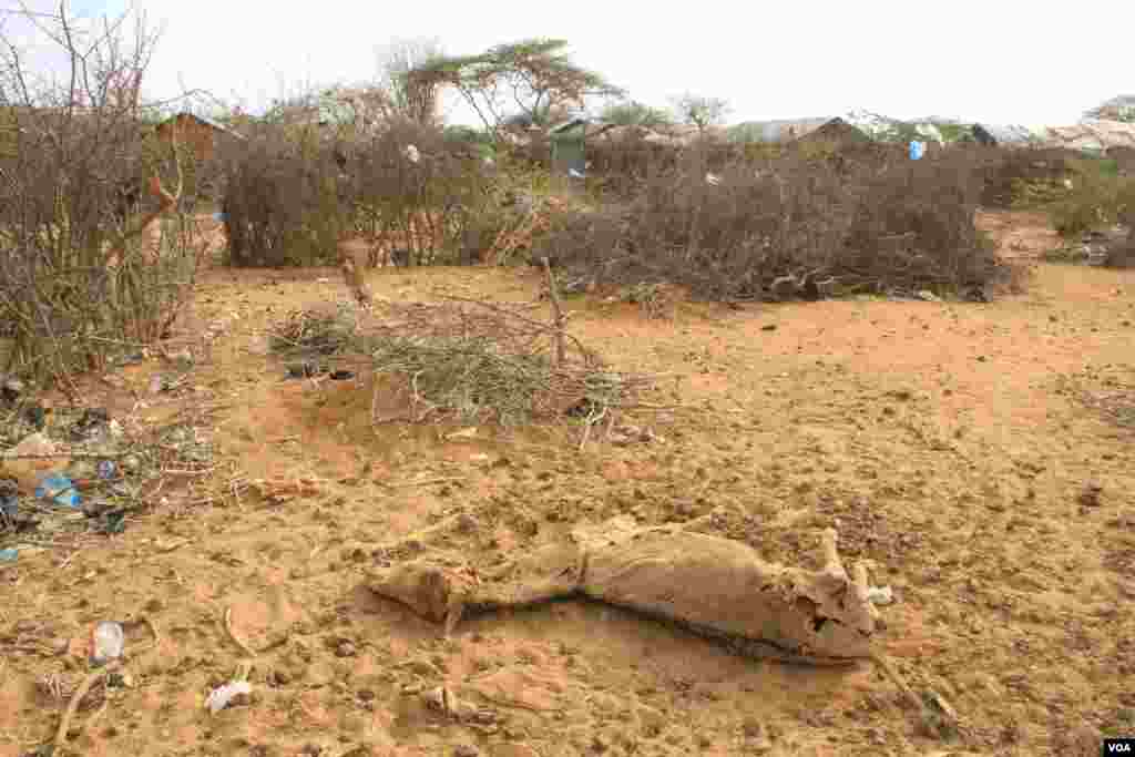 Mayat keledai tergolek dekat makam-makam manusia di kamp pengungsi Dadaab, Kenya (20/9). (VOA/Jill Craig)