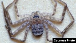 Karaops Spider. (Photo courtesy of Ron Atkinson/findaspider.org.au)