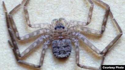 Australian Spider May Be World S Fastest Karaops Spider Photo Courtesy Of Ron Atkinson Findaspider Org Au