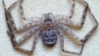 Australian Spider May Be World’s Fastest