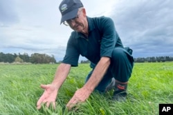 Dairy farmer Aidan Bichan shows a type of feed which may reduce methane emissions at the Kaiwaiwai Dairies on Nov. 2, 2022, in Featherston, New Zealand. New Zealand scientists are coming up with some surprising solutions for how to reduce methane emissions from farm animals. (AP Photo/Nick Perry)