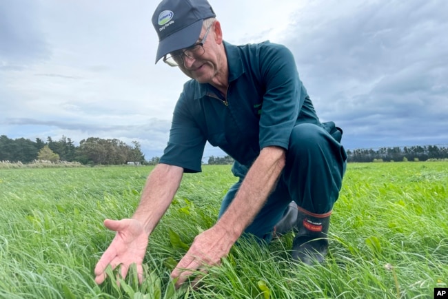 Dairy farmer Aidan Bichan shows a type of feed which may reduce methane emissions at the Kaiwaiwai Dairies on Nov. 2, 2022, in Featherston, New Zealand. New Zealand scientists are coming up with some surprising solutions for how to reduce methane emissions from farm animals. (AP Photo/Nick Perry)