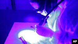 FILE - Forensic analyst India Henry uses an ultraviolet light to look for evidence of semen on a pair of panties from a sexual assault case in the biology lab at the Houston Forensic Science Center, Apr. 2, 2015, in Houston.