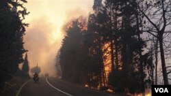 Kebakaran hutan yang terjadi di kawasan pegunungan Carmel, dekat kota Haifa, Israel Utara.