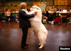 Arthur Ward stands with his Pyrenean Mountain Dog Cody during the first day of the Crufts Dog Show in Birmingham, central England, March 5, 2015.