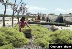 FILE - Petani rumput laut di Makassar, Sulawesi Selatan (dok: Boedi Julianto).