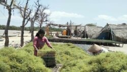 Petani rumput laut binaan PT. Jasuda di Pulau Semau, Nusa Tenggara Timur (dok: Boedi Julianto)