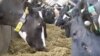 British Cows Connected to 5G Can Control Own Milking