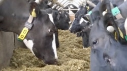 Quiz - British Cows Connected to 5G Can Control Own Milking