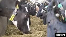 A herd of Friesian dairy cattle wear 5G smart collars that allow them to be milked by a robotic milking machine at a farm in Shepton Mallet, Somerset, England, in this still from video obtained April 11, 2019. REUTERS/Reuters TV