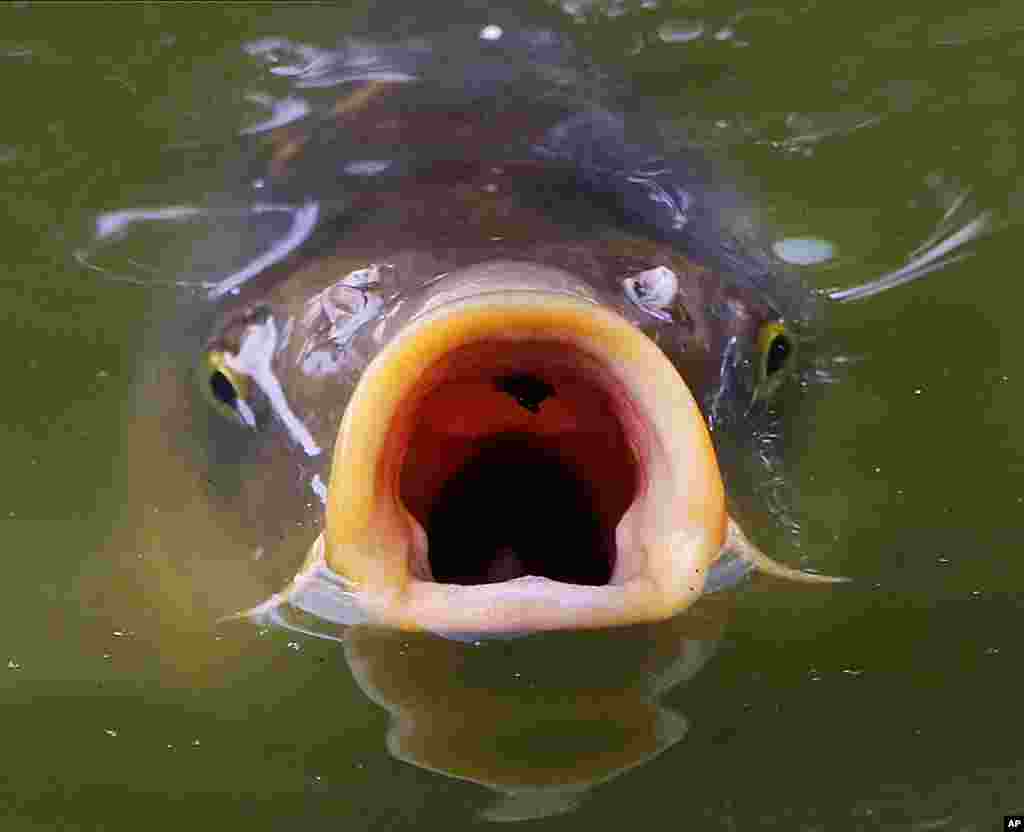 14 اگست 2017: جرمنی کے شہر فرینکفرٹ میں لی گئی اس تصویر میں ایک پارک کے تالاب میں موجود ایک مچھلی تالاب کی سطح سے اوپر منہ نکا ل کر آکسیجن جمع کر رہی ہے