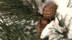 Snowstorm Brings Winter Wonderland to Washington DC Area