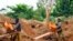 FILE - Gold miners sift through sandy soil as they work at an excavation site at a small scale mine in Bugiri, 348 km (216 miles) east of Kampala, Uganda's capital, Feb. 5, 2013. 