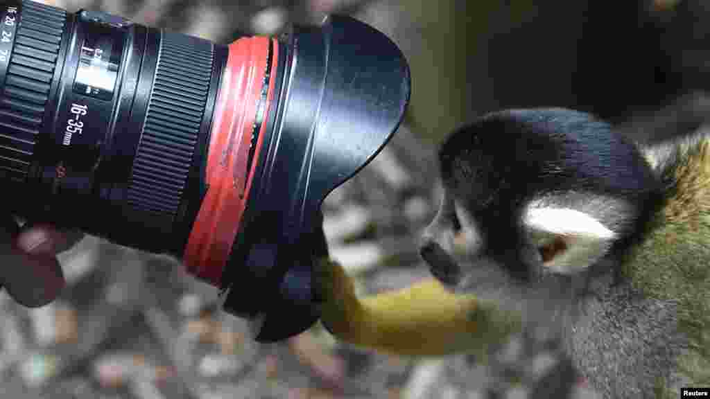 Un singe écureuil regarde à travers l'objectif d'un photographe lors d'une prise de photo au zoo de Londres au centre de Londres, le 21 août&nbsp;2014.