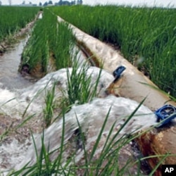 Water flows from an irrigation pipe into a rice field near Scott, Arkansas (File)