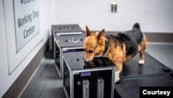 A corgi named Crunch participates in a scent detection skills program at the Penn Vet Working Dog Center at the University of Pennsylvania. (Courtesy of Penn Vet Working Dog Center)