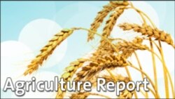 Agriculture Report