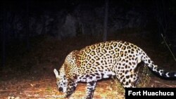 FILE - FILE - This Dec. 1, 2016 file image from video provided by Fort Huachuca shows a wild jaguar in southern Arizona.