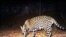 FILE - FILE - This Dec. 1, 2016 file image from video provided by Fort Huachuca shows a wild jaguar in southern Arizona.