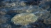 Scientists Blame El Nino, Warming for 'Gruesome' Coral Death