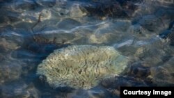 Bleached coral is seen in this photo from the ARC Centre of Excellence for Coral Reef Studies. (Terry Hughes)