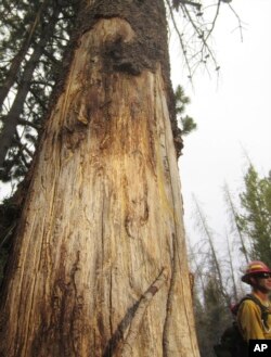 In this July 12, 2017, photo, Ben Brack, a firefighter and public information officer, stands by a tree killed by beetles at the site of a wildfire locally called the Keystone fire, near Albany, Wyo.