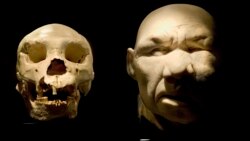 A skull of a Homo heidelbergensis, left, and the supposed reconstruction of his face are displayed as part of the "Atapuerca and Human evolution" exhibition at the National Archaeological Museum in Madrid, Spain, Friday Dec. 16, 2005. (AP Photo/Daniel Och