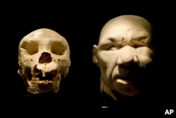 A skull of a Homo heidelbergensis, left, and the supposed reconstruction of his face are displayed as part of the "Atapuerca and Human evolution" exhibition at the National Archaeological Museum in Madrid, Spain, Friday Dec. 16, 2005. (AP Photo/Daniel Och