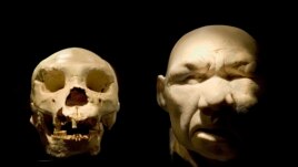 A skull of a Homo heidelbergensis, left, and the supposed reconstruction of his face are displayed as part of the 