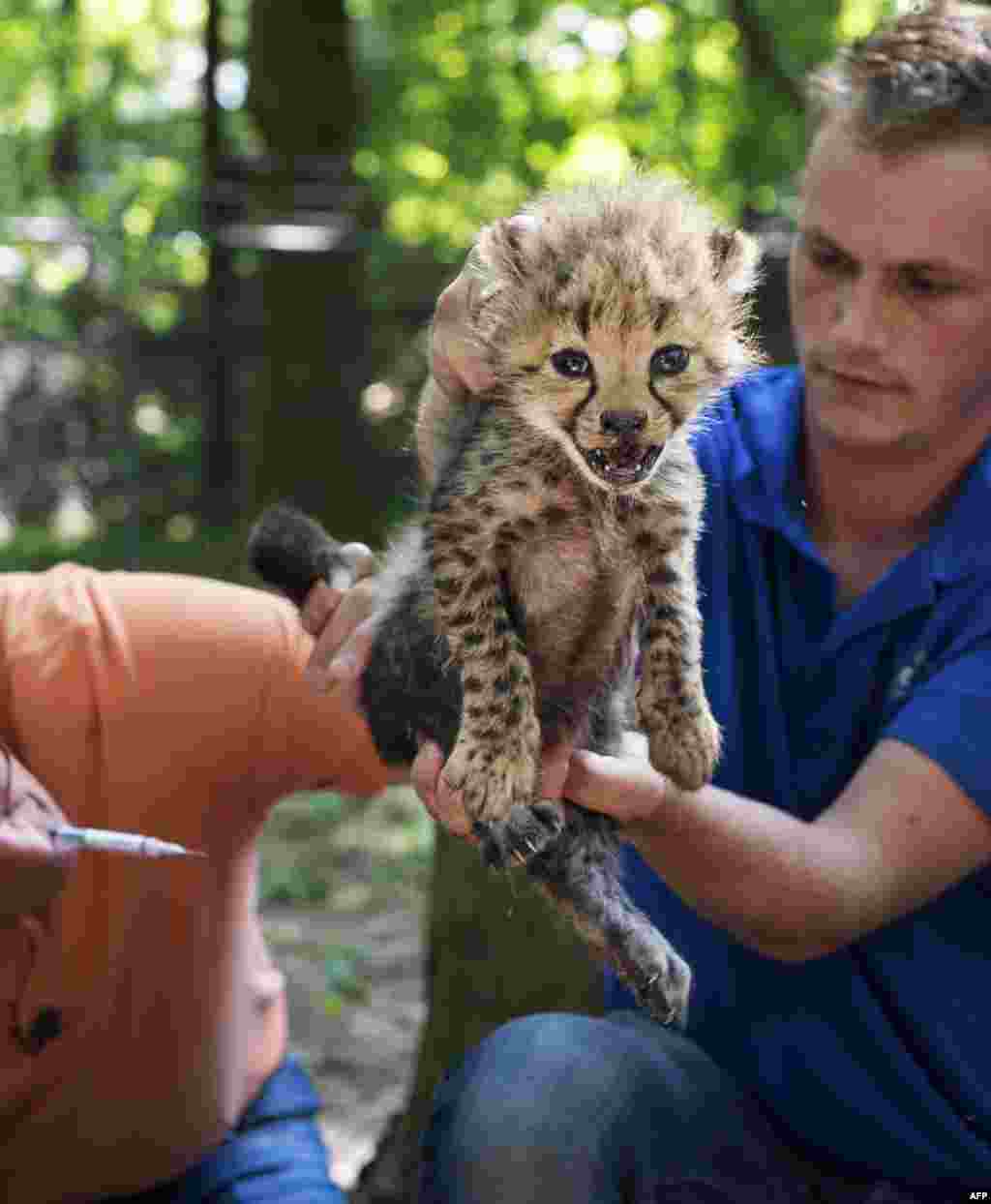 A veterinarian examines rare cheetah sextuplets in Burgers Zoo in Arnhem, The Netherlands. A cheetah normally gives birth to 2-4 young. The kittens were born on 24 May, but are now seen for the first time by the public.