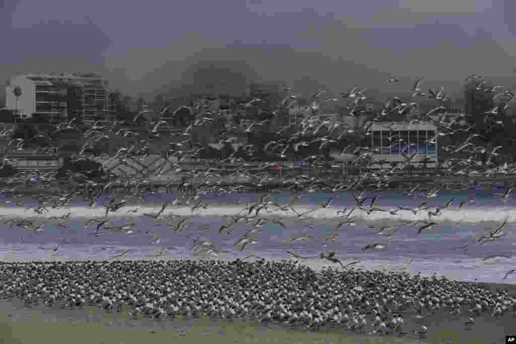 Hundred of birds overtake Agua Dulce beach, which is usually populated with people, in Lima, Peru, March 24, 2020.