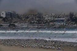 Ratusan burung memadati pantai Agua Dulce di Lima, Peru, yang biasanya ramai pengunjung, Selasa, 24 Maret 2020.