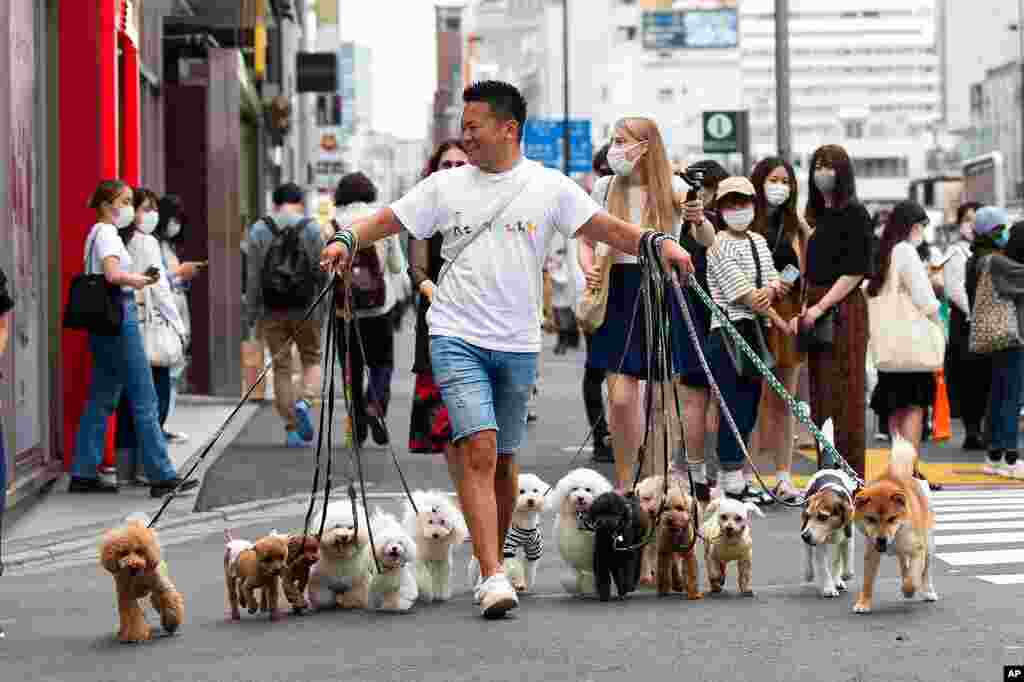 Professional dog walker Nobuaki Moribe leads his clients' pets across an intersection in Tokyo.