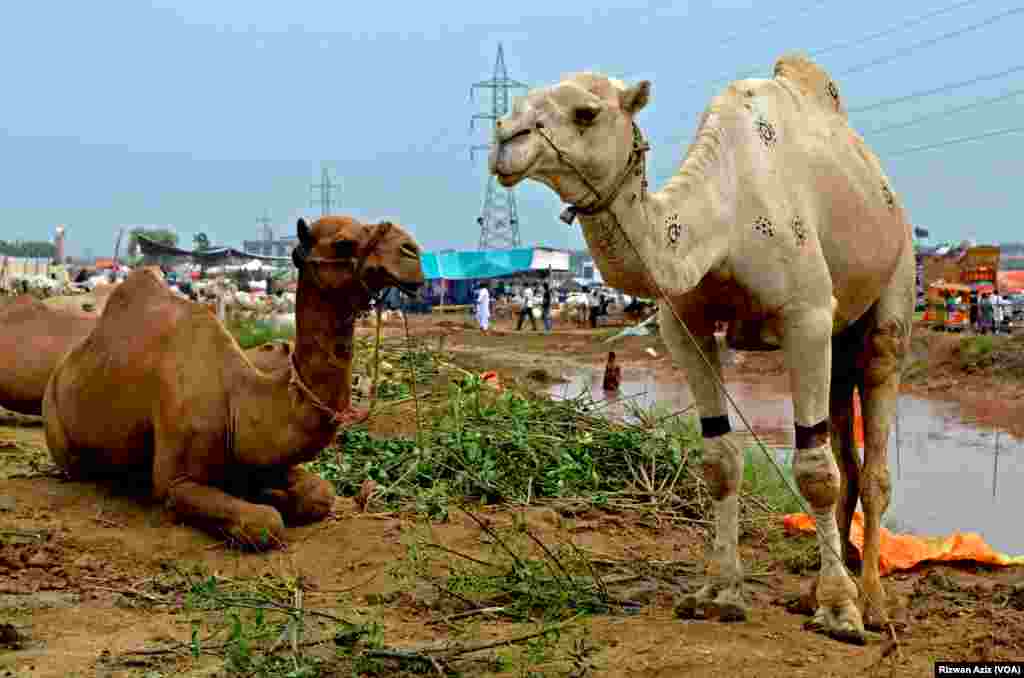 مویشی منڈی میں اونٹ بھی قربانی کے لیے لائے گئے ہیں۔