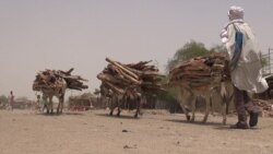 Une maladie bactérienne contagieuse décime les ânes au Niger