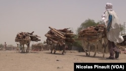 Des ânes sur le marché de Bosso dans la région de Diffa, Niger, le 19 avril 2017 (VOA/Nicolas Pinault)