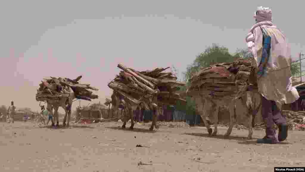 Des ânes sur le marché de Bosso dans la région de Diffa, Niger, le 19 avril 2017 (VOA/Nicolas Pinault)