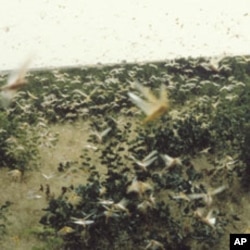 Swarming locusts, as seen here in Mali, can cause widespread destruction of crops