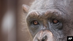 Chimpanzees used in medical experiments often experience maternal separation, social isolation and solitary confinement.