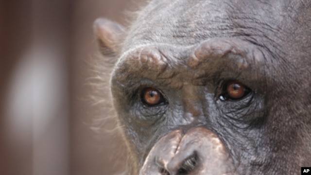 Study: Chimps Used in Medical Research Show Signs of Post-Traumatic Stress