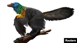 An illustration of a reconstruction of the iridescent dinosaur which had rainbow feathers, named Caihong juji, unearthed in China, is shown in this October 31, 2016 photo released on January 15, 2018. Courtesy Velizar Simeonovski/The Field Museum for the University of Texas at Austin/Handout via REUTERS 