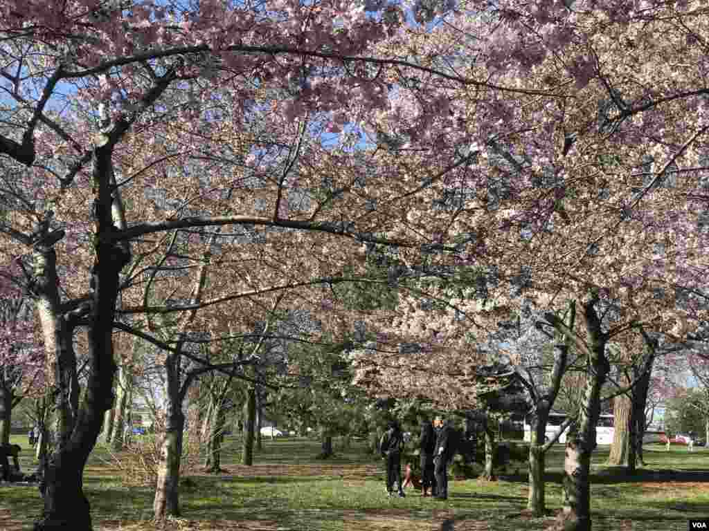 3月31日复活节周末，华盛顿樱花开始盛放，游人如织。