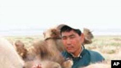 Gobi herdsman, Ikhbayar, with his camels.