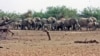 Mali's Rare Desert Elephants Threatened by Poachers, Conflict